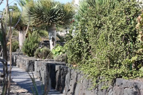 A serene botanical garden pathway lined with lush greenery and volcanic stone walls invites travelers to explore its tranquil beauty.