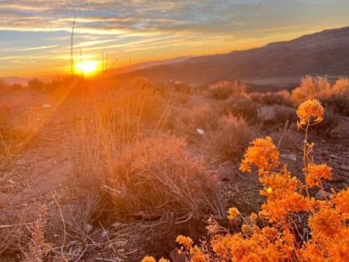 Sage Desert Dreams