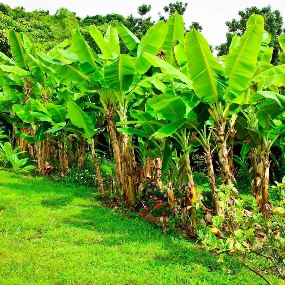 Banyan Tree Sanctuary