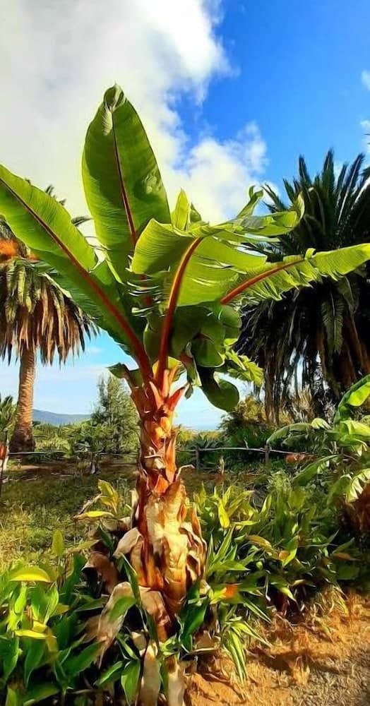 Finca La Principal