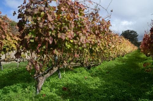 Finca el Adelantado