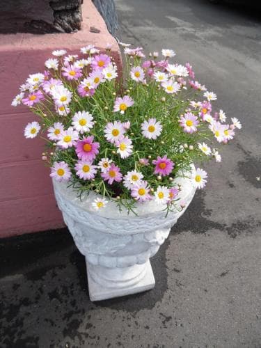 Pension Blume