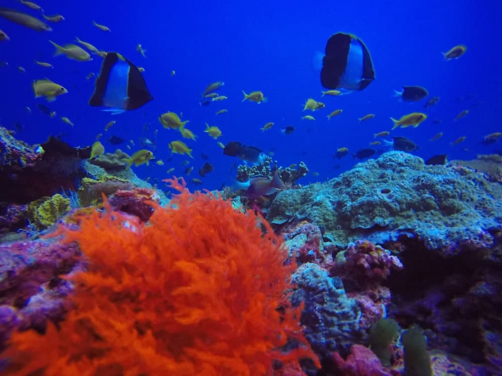 Aloha Rasdhoo