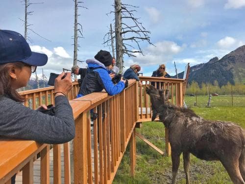 Alyeska Hideaway