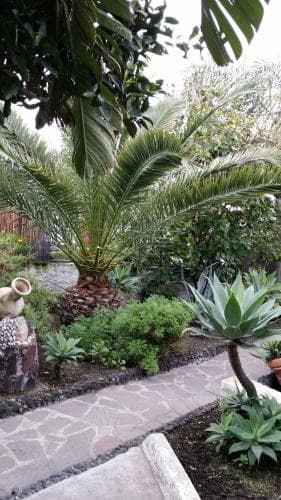 A serene tropical garden with lush palm trees, vibrant greenery, and a stone pathway invites travelers to explore its tranquil beauty for relaxation and nature photography.