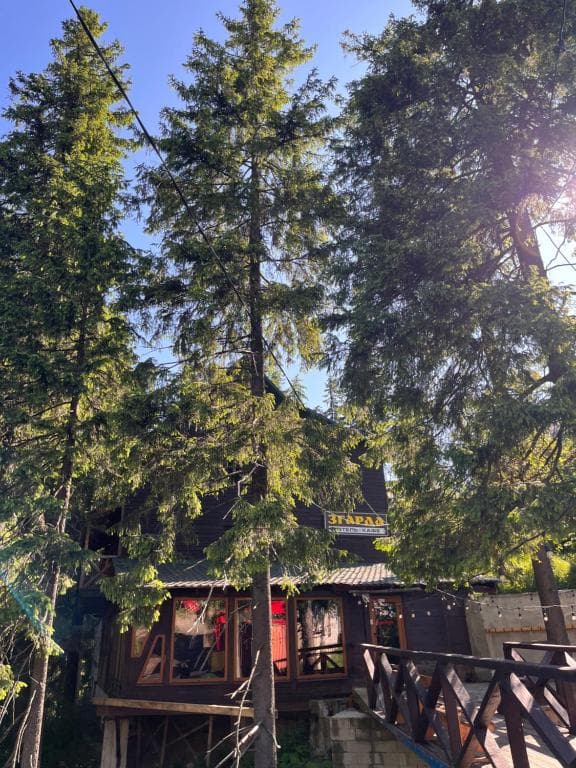 A cozy wooden cabin nestled among towering evergreen trees under a bright blue sky offers a serene retreat for nature lovers seeking a peaceful getaway.