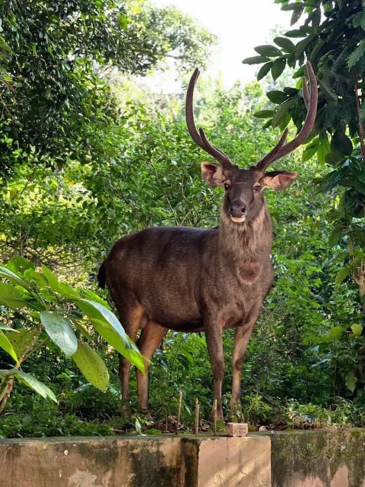 Periyar Canopy Thekkady