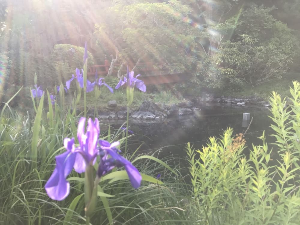 A serene garden scene featuring vibrant purple irises in the foreground, a tranquil pond, and a wooden bridge surrounded by lush greenery, ideal for nature photography and peaceful retreats.