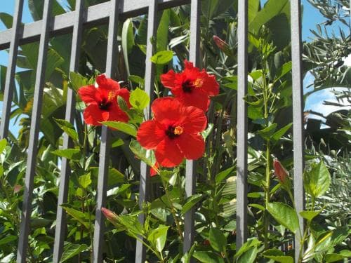 Bed & Breakfast L'Asfodelo