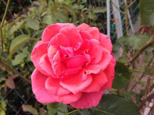 Affittacamere Le Rose