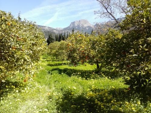 Finca Cas Sant