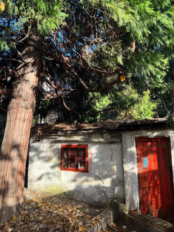 Under the Pine