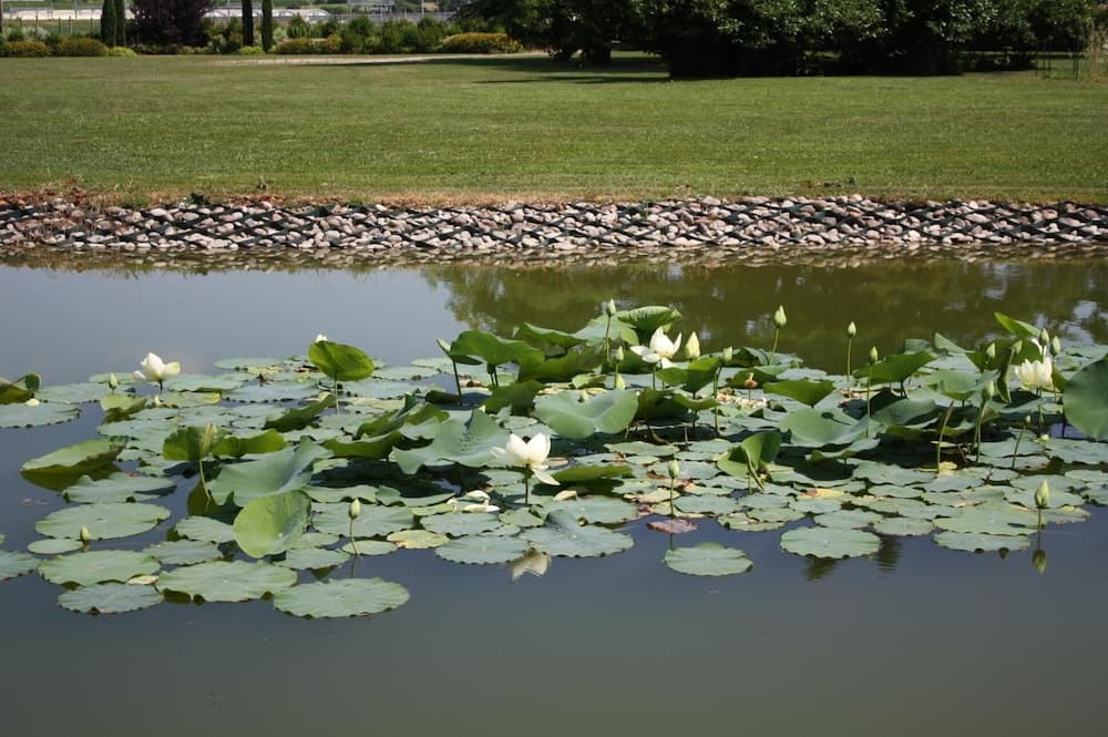 A serene garden pond adorned with white water lilies and lush greenery offers a tranquil retreat for nature lovers seeking peaceful relaxation.