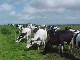 Fortfield Farm
