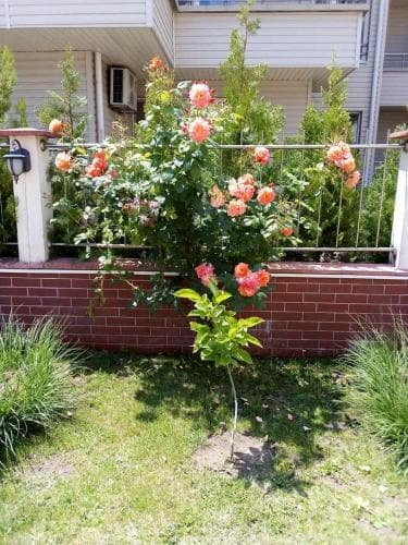A serene suburban garden scene features vibrant orange roses blooming beside a brick planter, set against the backdrop of a residential building, ideal for travelers seeking peaceful outdoor spaces to relax and enjoy nature.