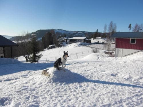 A serene winter landscape features a playful dog on a snowy hillside near rustic cabins, evoking a peaceful countryside retreat ideal for winter getaways.