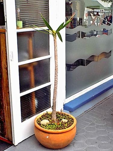 Shark Shack Backpackers