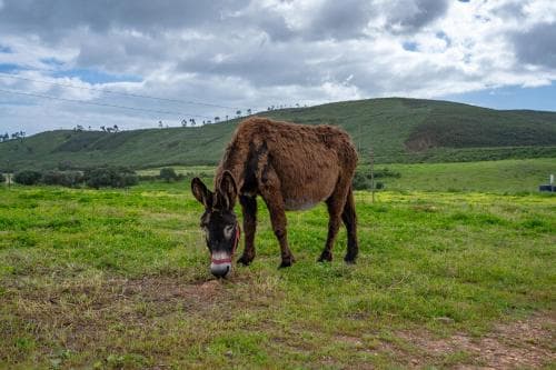 Burro Ville