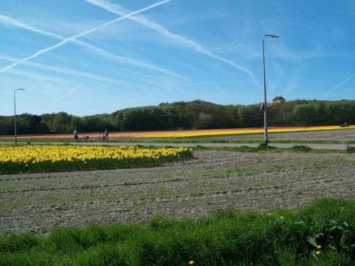A serene rural landscape features vibrant tulip fields under a clear blue sky with wispy clouds, ideal for tranquil nature walks and photography.