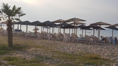 A serene beach scene features rows of lounge chairs under straw umbrellas beside calm waters, ideal for relaxing vacations with palm trees adding a tropical touch.