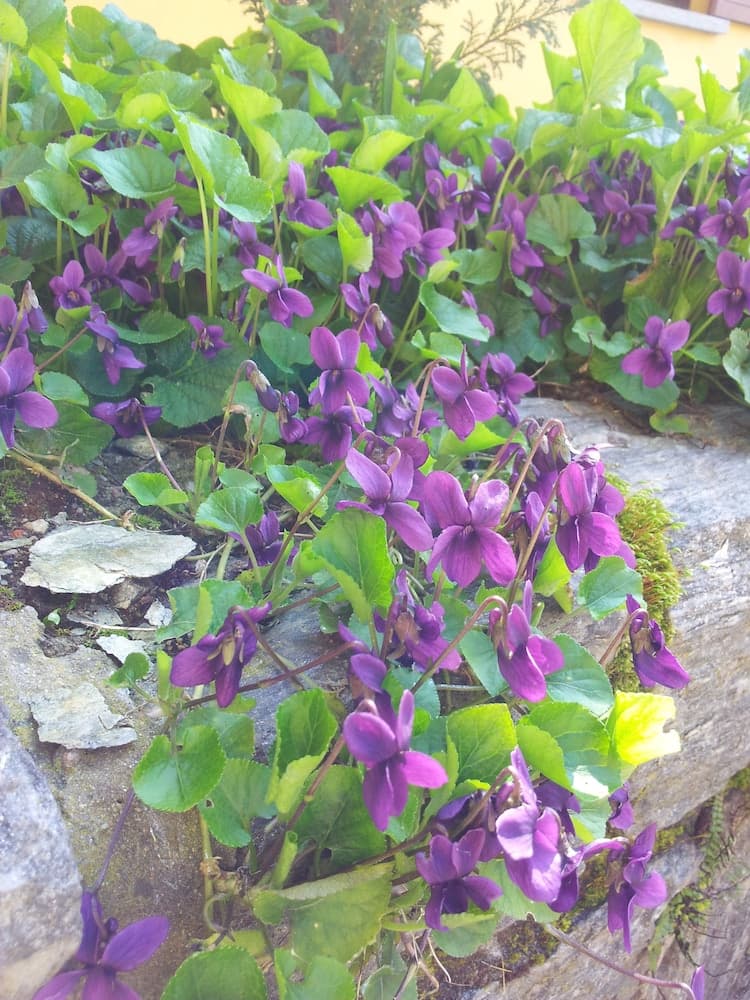 B&B Il Giarolo