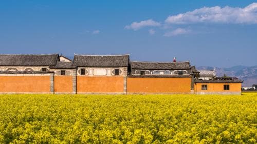 A serene rural scene features traditional buildings with orange walls and tiled roofs set against a backdrop of blue skies and distant mountains, surrounded by vibrant yellow rapeseed fields, ideal for cultural heritage tourism and nature photography.