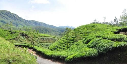 snowdrops homestay