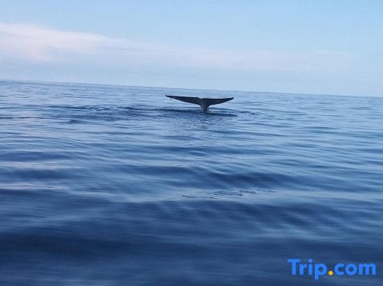 A serene ocean scene captures the majestic tail of a whale emerging from calm blue waters under a clear sky, ideal for wildlife enthusiasts seeking an unforgettable marine adventure.