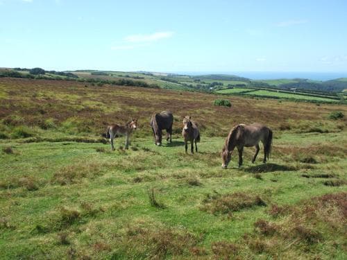 Coombe Farm