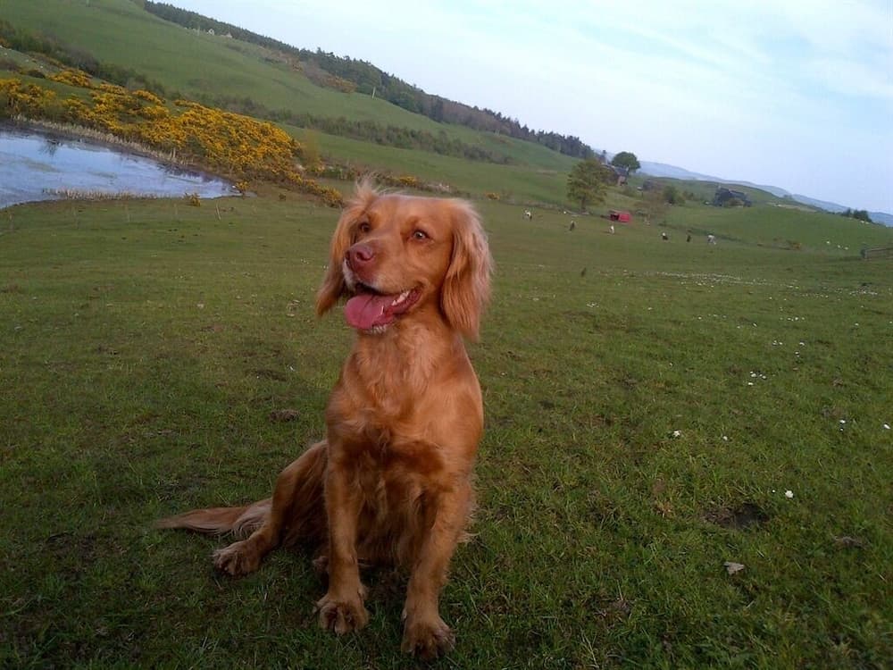 A joyful golden retriever sits on lush green grass in a serene countryside setting, surrounded by rolling hills, vibrant yellow flowers, and distant farm structures, perfect for travelers seeking peaceful rural retreats.