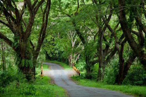 Big Tree Resort