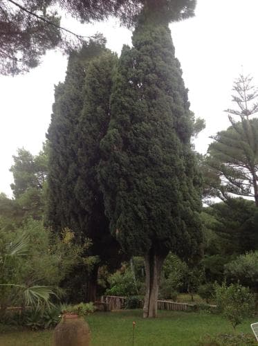 Ai Cipressi