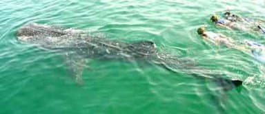 Wayak Holbox