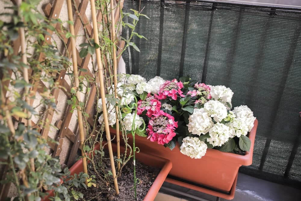 Le Ortensie