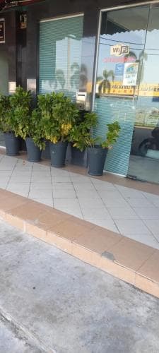 A serene urban storefront scene features potted greenery lining the sidewalk in front of glass windows, ideal for travelers seeking a quiet café or business center with Wi-Fi access.