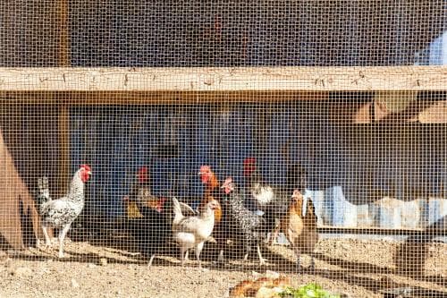 A rustic chicken coop with various breeds of chickens behind a wire mesh fence evokes a peaceful farm atmosphere, ideal for travelers seeking an authentic rural experience.