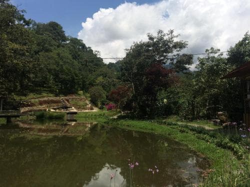 Charco corazón