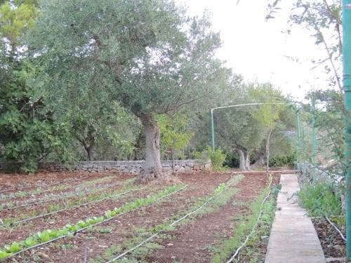 A serene garden path lined with lush greenery and young plants under the shade of mature trees, ideal for tranquil walks and nature photography.
