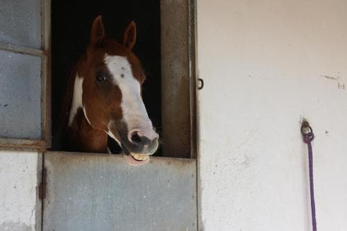 A curious brown horse with a white blaze peeks out from its stable door in a serene rural setting, ideal for travelers seeking an authentic farm experience.