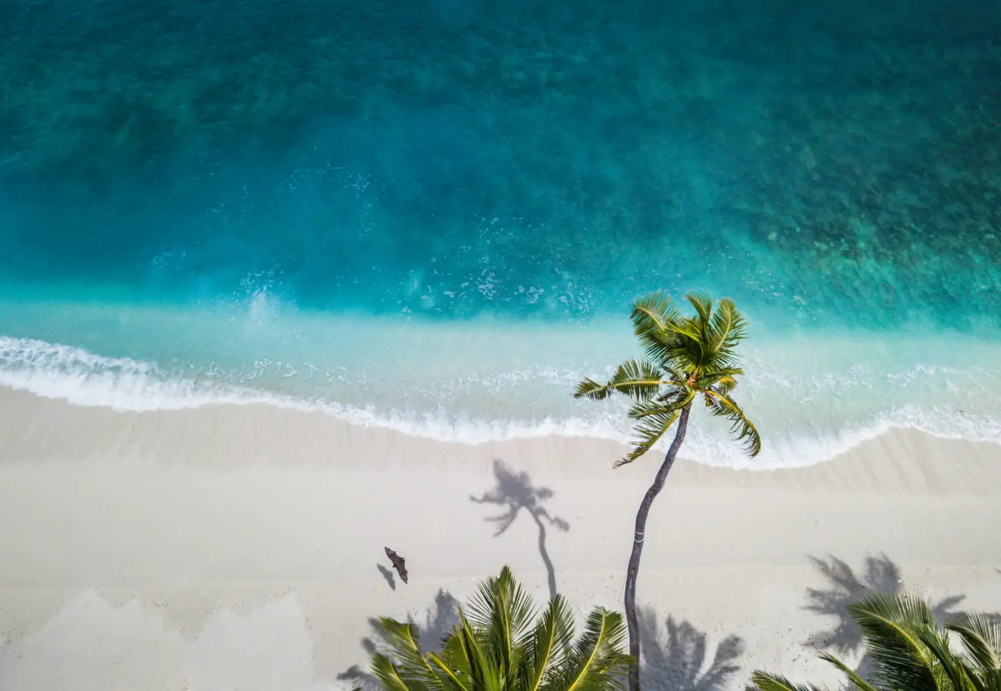 A palm tree over white sand and clear blue water, seen from above